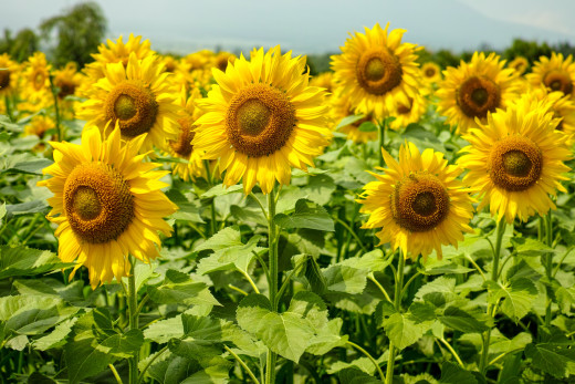 815387 (a): :2700x1800